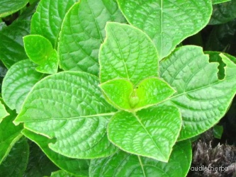 Neuracanthus sphaerostachyus leaf1.jpg